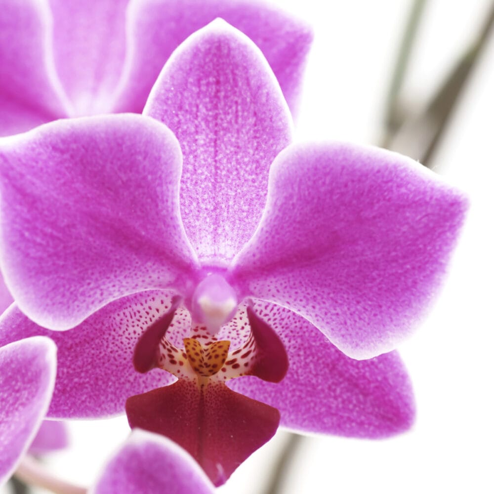 Foto-Paravent Raumteiler 180x120cm Orchidee